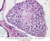 b81 testis 40x pas labeled.jpg