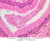 b80b epididymis 40x labeled.jpg