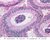 b81 epididymis 40x labeled.jpg