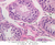 b82b leydig cells testis 40x labeled.jpg