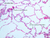 a74 alveoli 20x labeled.jpg