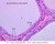 b52 simple cuboidal epithelium thyroid 40x labeled.jpg