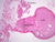 b95 ovary 1x labeled.jpg