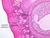 b96 tunica albuginea ovary 10x labeled.jpg