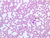 a100 15 blood smear 40x wright labeled.jpg