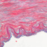 A28, Renal Artery (Kidney), 40x (AF)