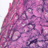 A51, Ear (Cartilage), 40x (Verhoeff)