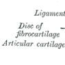 GrossAnatomy_CartilageAndBone