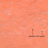 A19, Tendon, 40x Labeled (PTAH)