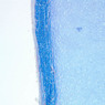 A6, Costal Cartilage, 10x (Aniline Blue)