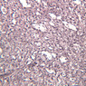 A37, Spleen, 20x (Reticulin)