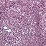 A37, Spleen, 20x (Reticulin)