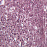 A37, Spleen, 40x (Reticulin)