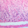 B59, Adrenal Gland, 20x (H&E)