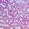 B68, Kidney, 20x (H&E)
