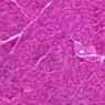 B36, Pancreas (Acinus), 20x (H&E)