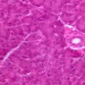 B36, Pancreas (Acinus), 40x (H&E)