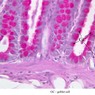 Epithelium
