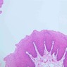 Epithelium