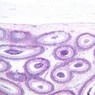 Epithelium