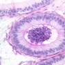 Epithelium