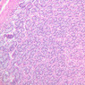 B5, Stomach (Corpus), 10x (H&E)