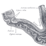 GrossAnatomy_GI