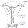 GrossAnatomy_FemaleReproduction