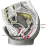 GrossAnatomy_FemaleReproduction