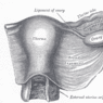 GrossAnatomy_FemaleReproduction