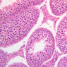B80, Testis, 20x (H&E)