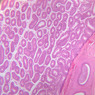 B80, Testis, 2.5x (H&E)