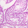 B80, Testis, 20x (H&E)