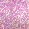 B80, Testis, 2.5x (H&E)