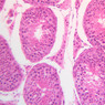 B80, Testis, 20x (H&E)