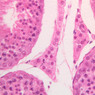 B80, Testis, 40x (H&E)