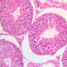 B80, Testis, 20x (H&E)