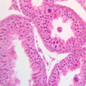 B80, Testis, 20x (H&E)