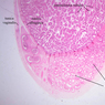 B80, Testis, 1x Labeled (H&E)