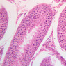 B80, Testis, 20x (H&E)