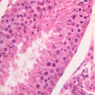 B80, Testis, 40x (H&E)