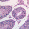B81, Testis, 20x (PAS)
