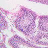 B82, Testis, 20x (H&E)