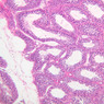 B82, Testis, 10x (H&E)