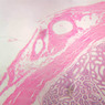 B82, Testis, 2.5x (H&E)