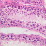 B82, Testis, 40x (H&E)