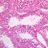 B82, Testis, 20x (H&E)