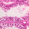 B82, Testis, 40x (H&E)