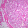 B82, Testis, 1x (H&E)