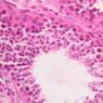 B82, Testis, 40x (H&E)